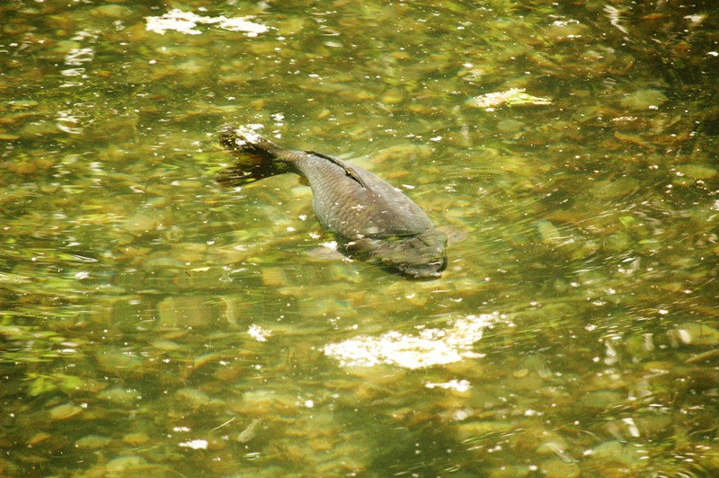 DSC_2244.JPG